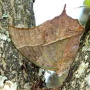 Image of <i>Charaxes <i>varanes</i></i> varanes