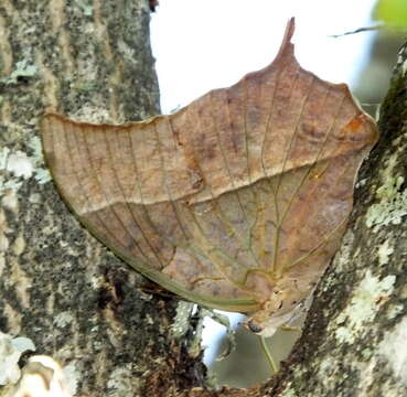 Imagem de <i>Charaxes <i>varanes</i></i> varanes