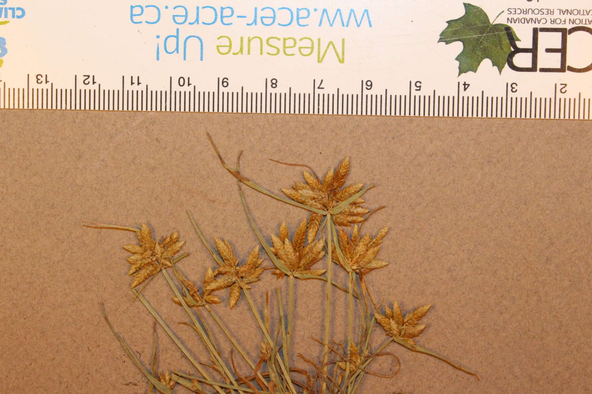 Image of Yellow Flat Sedge