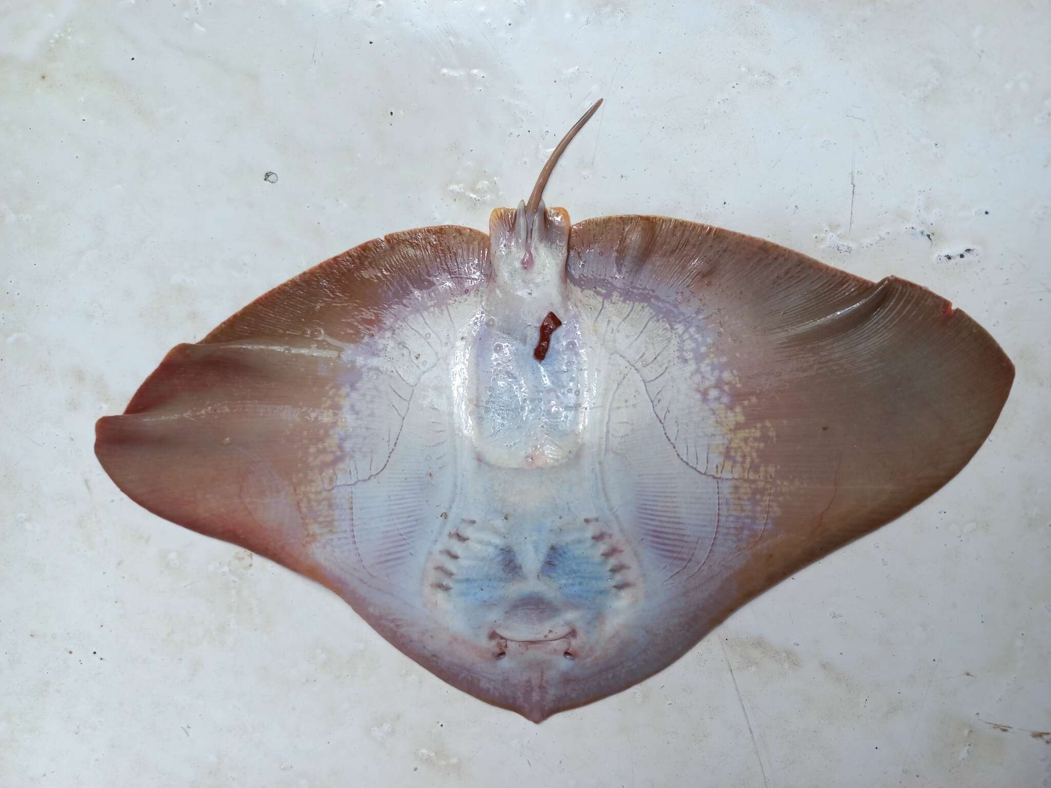 Image of Butterfly ray