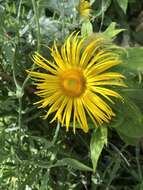 Image of Hooker's inula