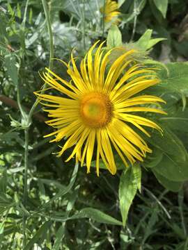 Image of Hooker's inula