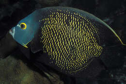 Image of Angelfish