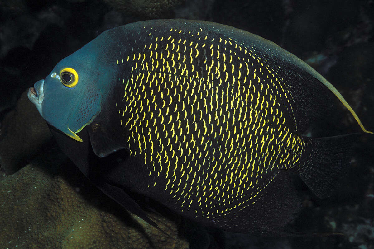 Image of Angelfish