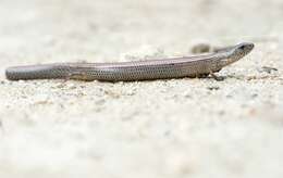 Image of Two-toed Earless Skink