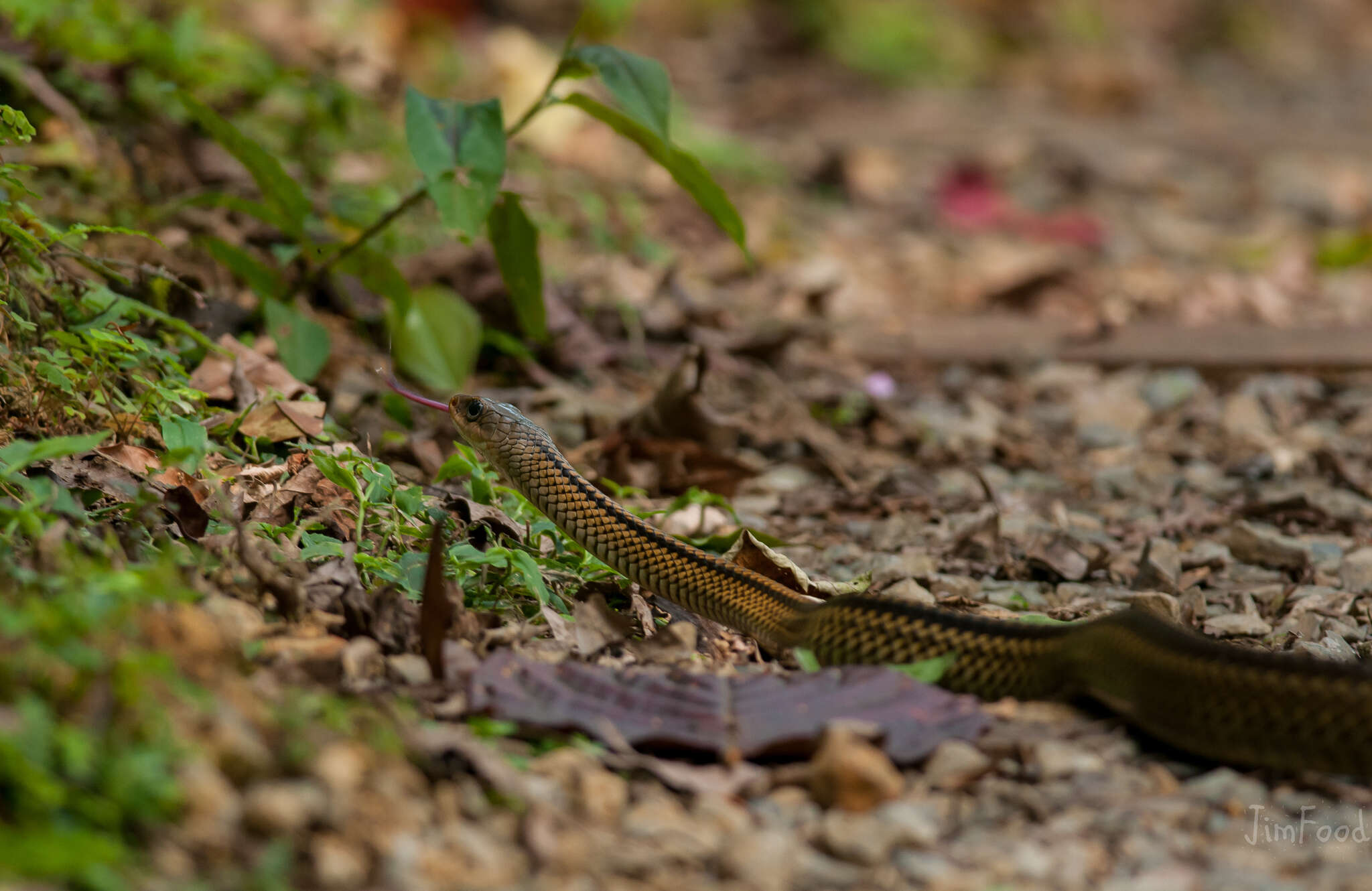 Image of Cantor's rat snake