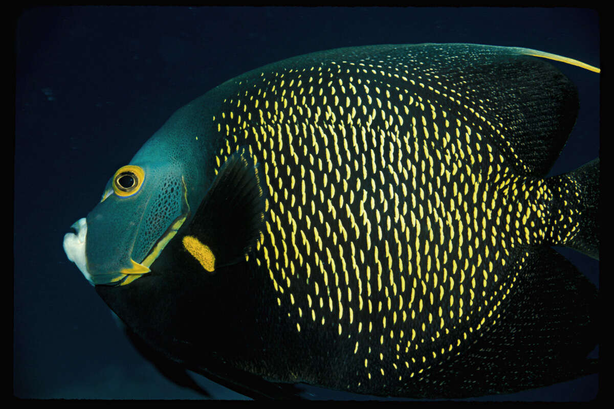 Image of Angelfish