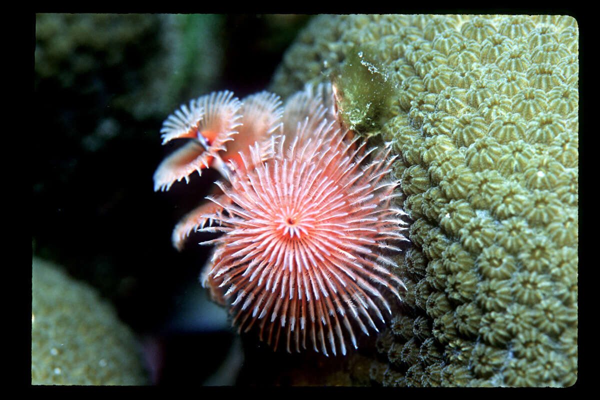 Image of Christmas tree worm