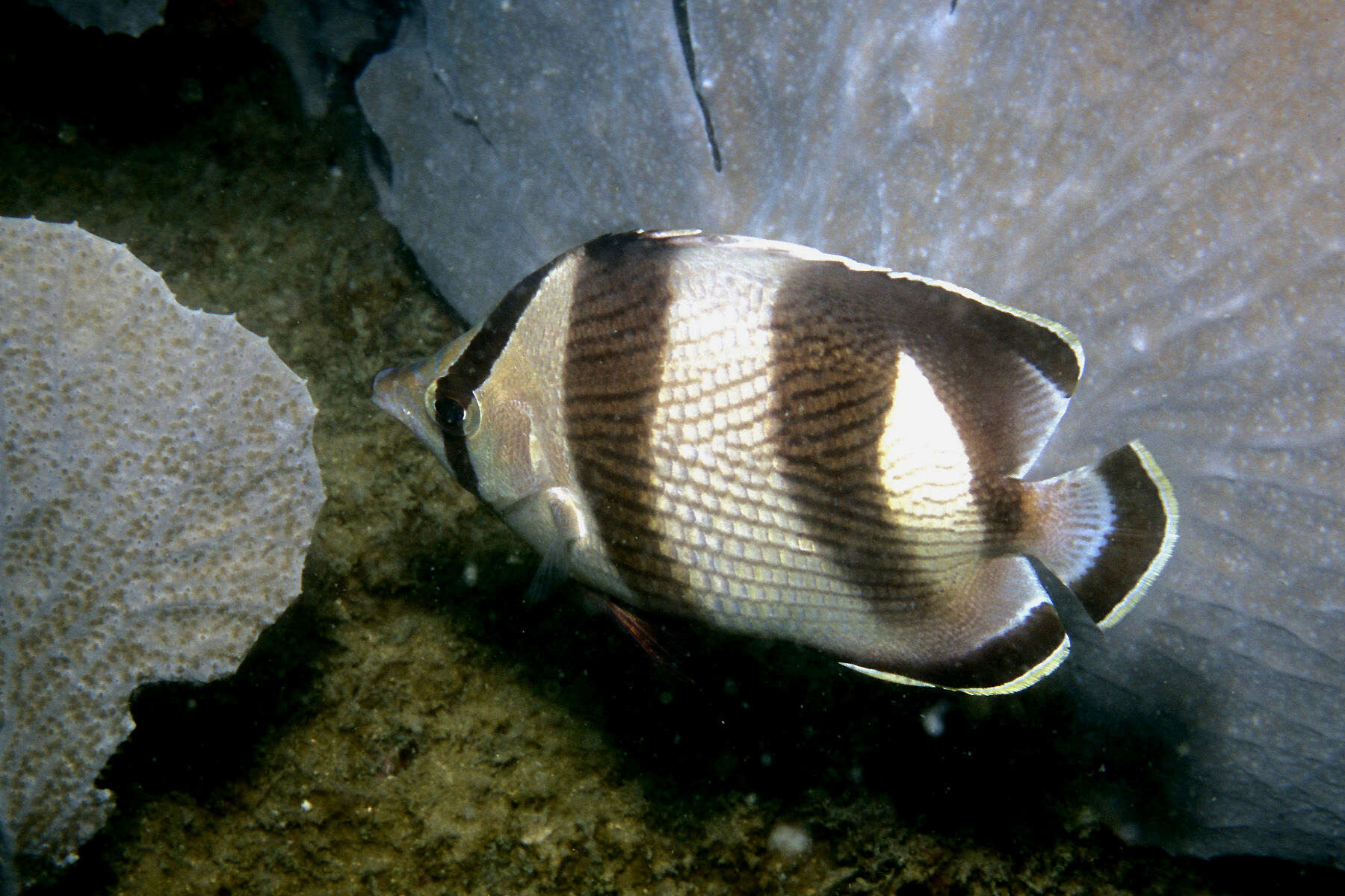 Image of Banded Butterflyfish