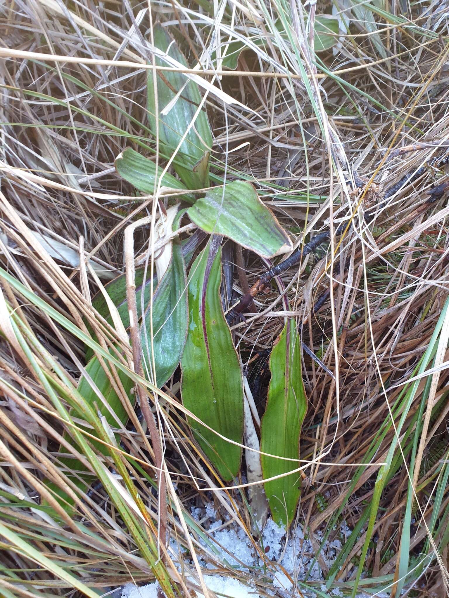 Image of Celmisia verbascifolia Hook. fil.