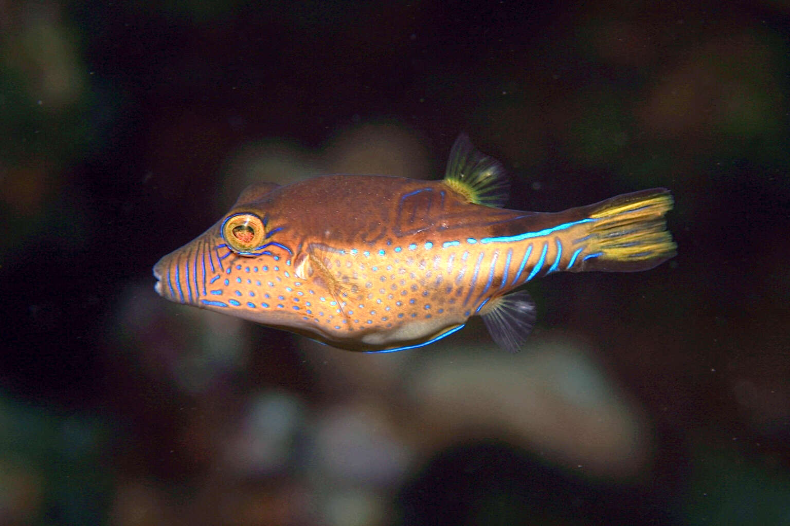 Image of Caribbean Sharpnose-puffer