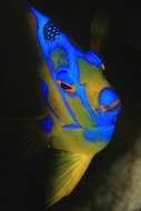 Image of Angelfish