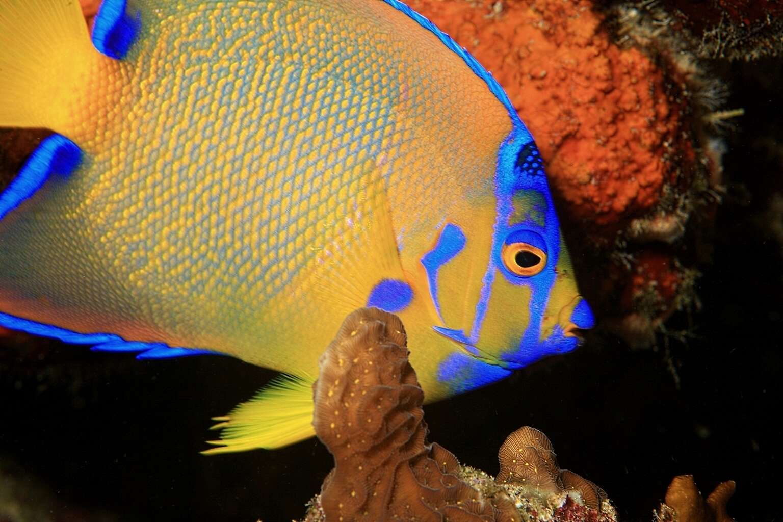 Image of Angelfish