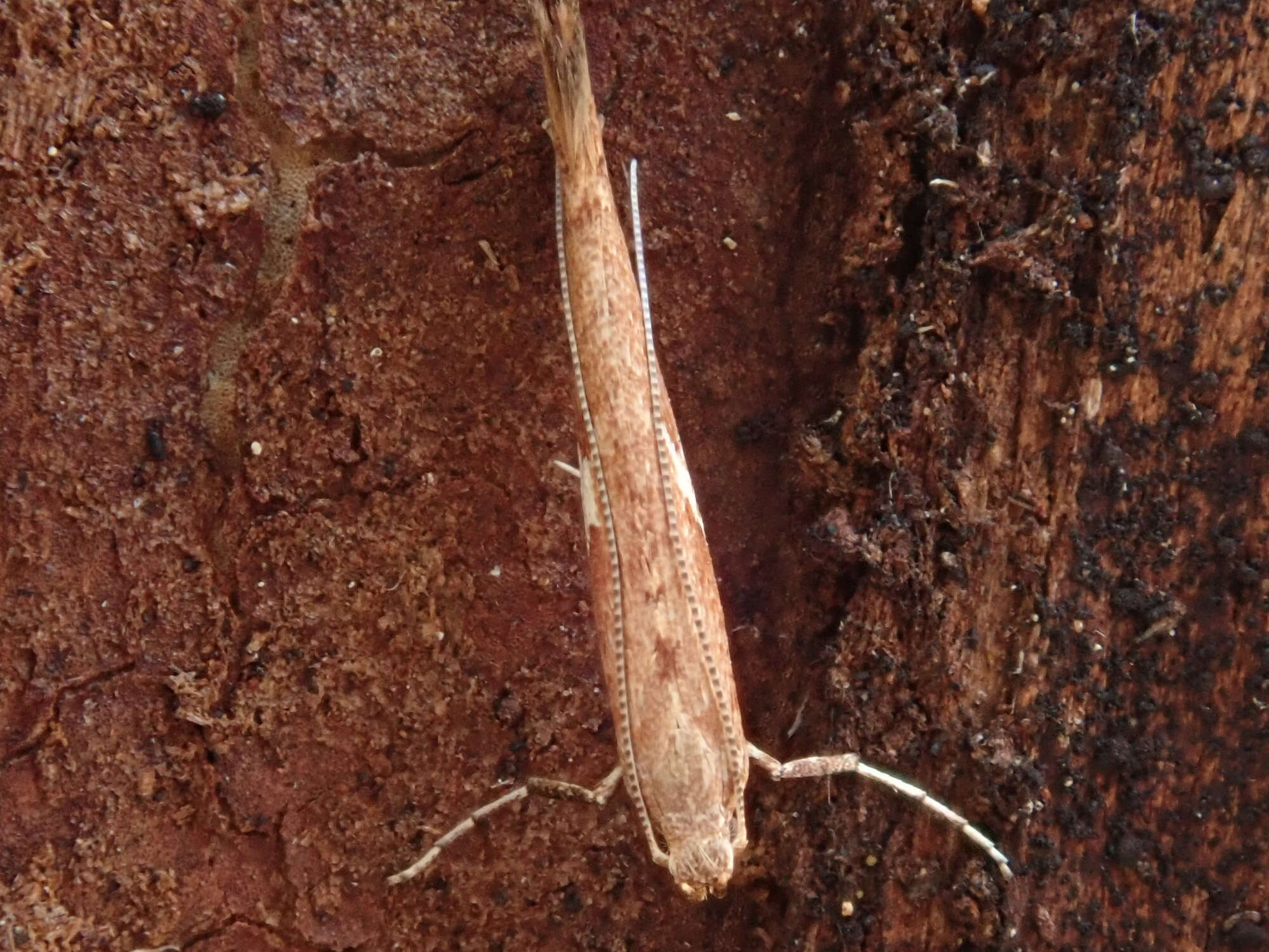 Imagem de Caloptilia stigmatella (Fabricius 1781)