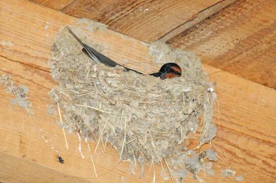 Image of Hirundo rustica rustica Linnaeus 1758