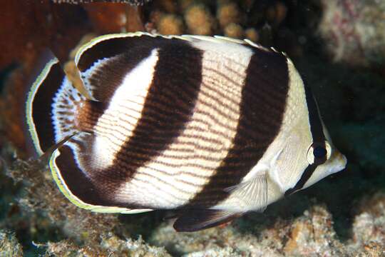 Image of Banded Butterflyfish