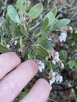 Слика од Arctostaphylos densiflora M. S. Baker