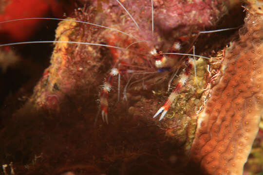 Image of Banded Coral Shrimp