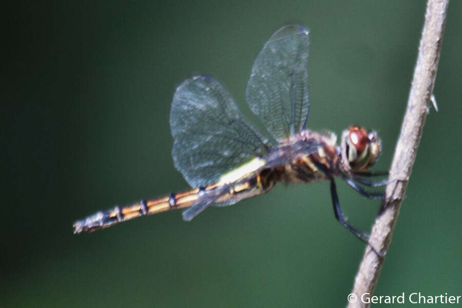 Image of Pseudothemis jorina Förster 1904