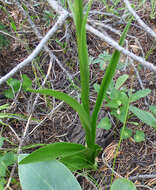 Image of purple-petal bog orchid