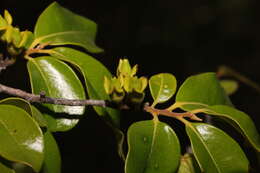 Image of Diospyros tropophylla (H. Perrier) G. E. Schatz & Lowry