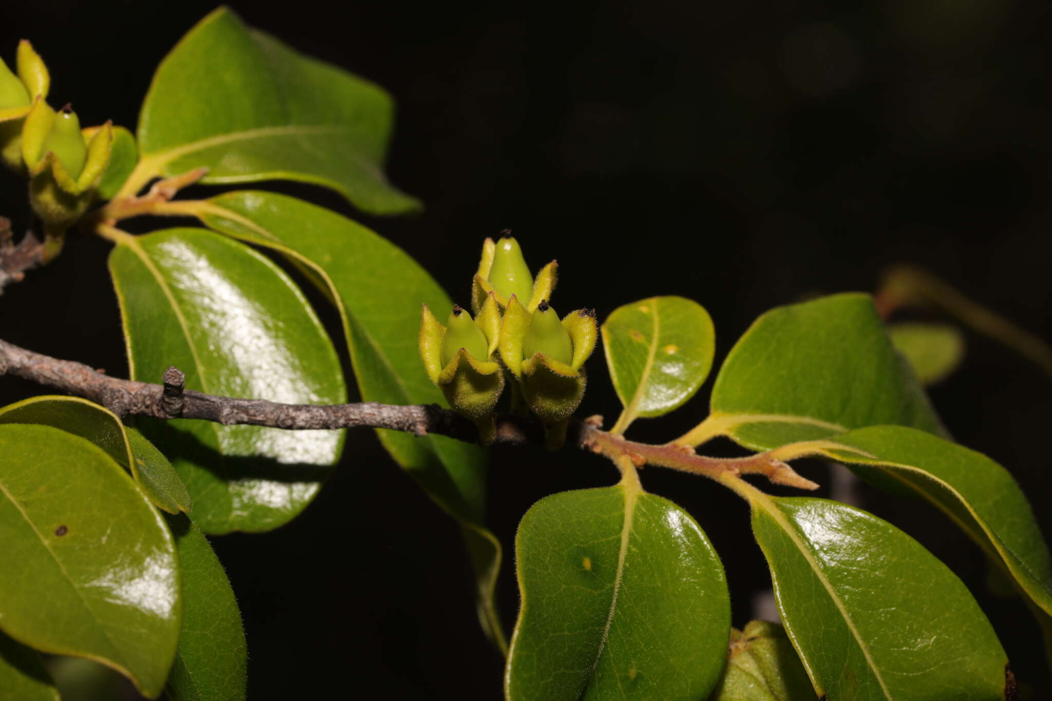 Plancia ëd Diospyros tropophylla (H. Perrier) G. E. Schatz & Lowry