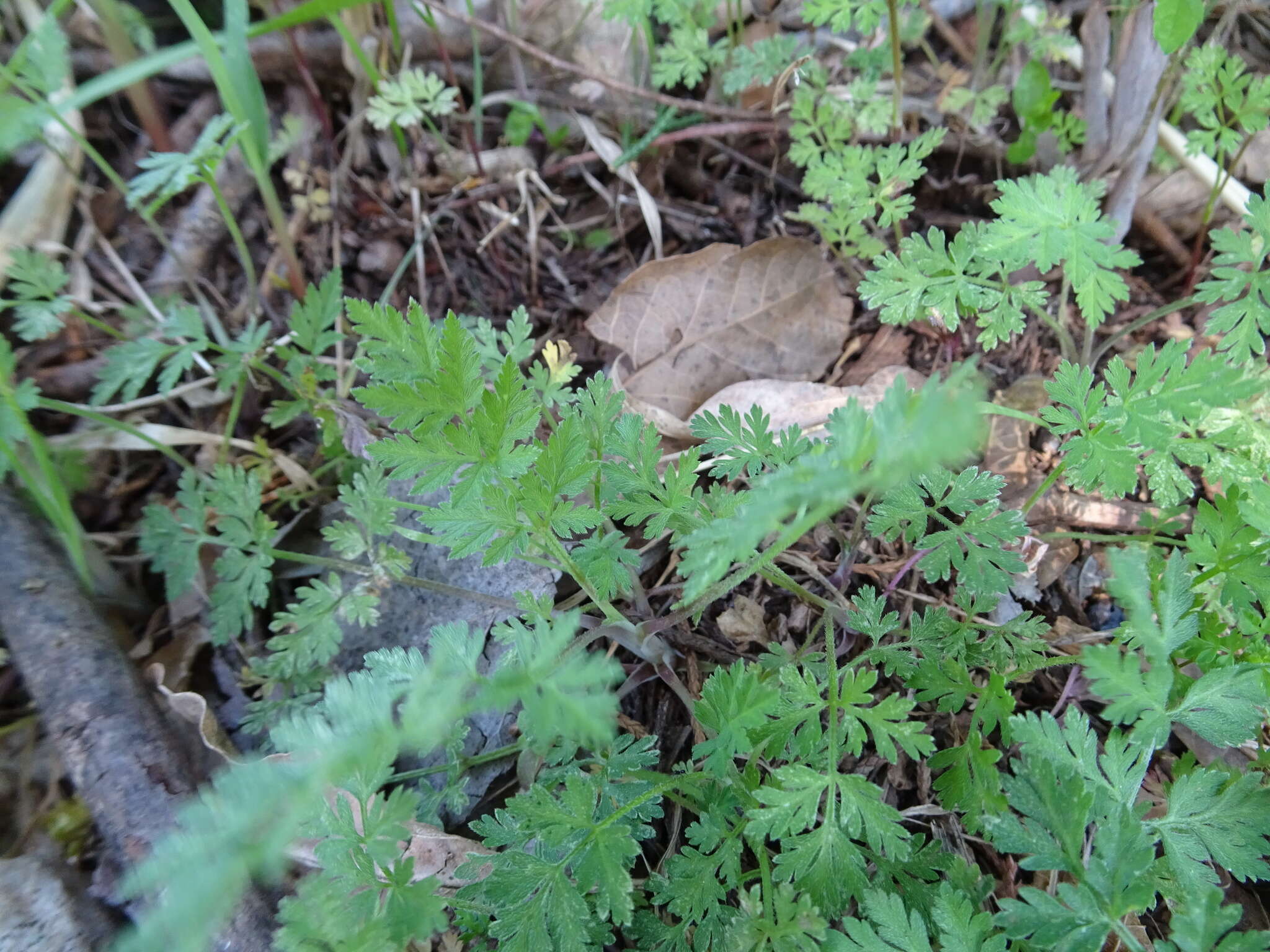 Image of hairyfruit chervil