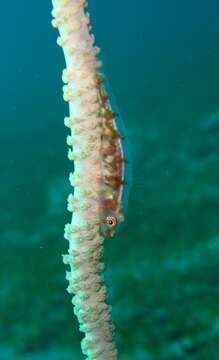 Image of Whip coral goby