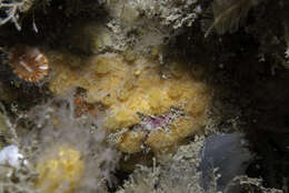 Image of Hymedesmia (Hymedesmia) rathlinia Goodwin & Picton 2009