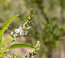 Image of Otholobium glandulosum