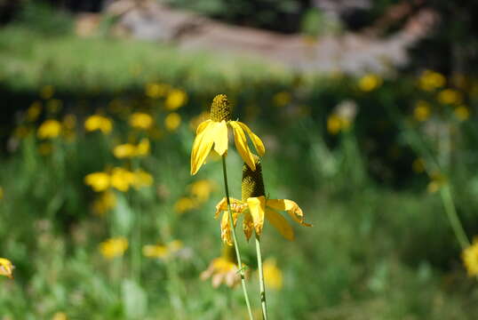 Rudbeckia californica A. Gray的圖片