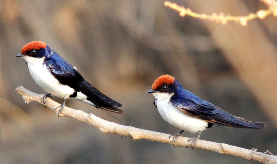 Hirundo smithii Leach 1818 resmi