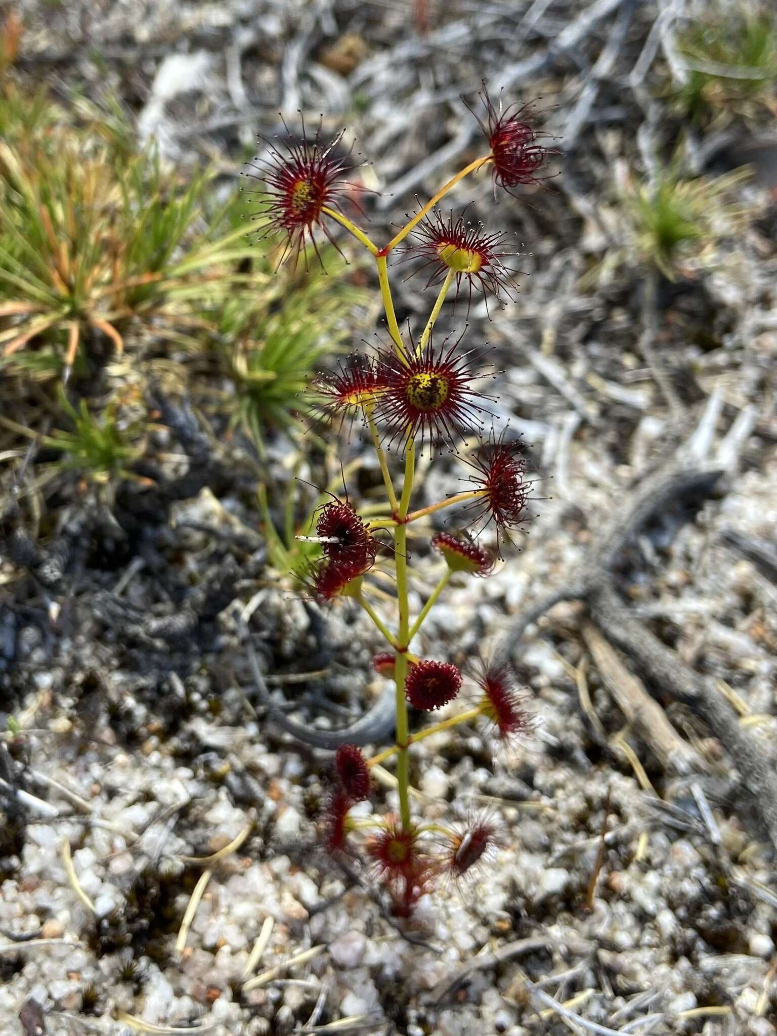 Drosera fimbriata De Buhr的圖片