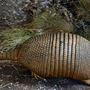 Image of Southern Long-Nosed Armadillo