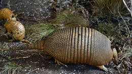 Image of Southern Long-Nosed Armadillo