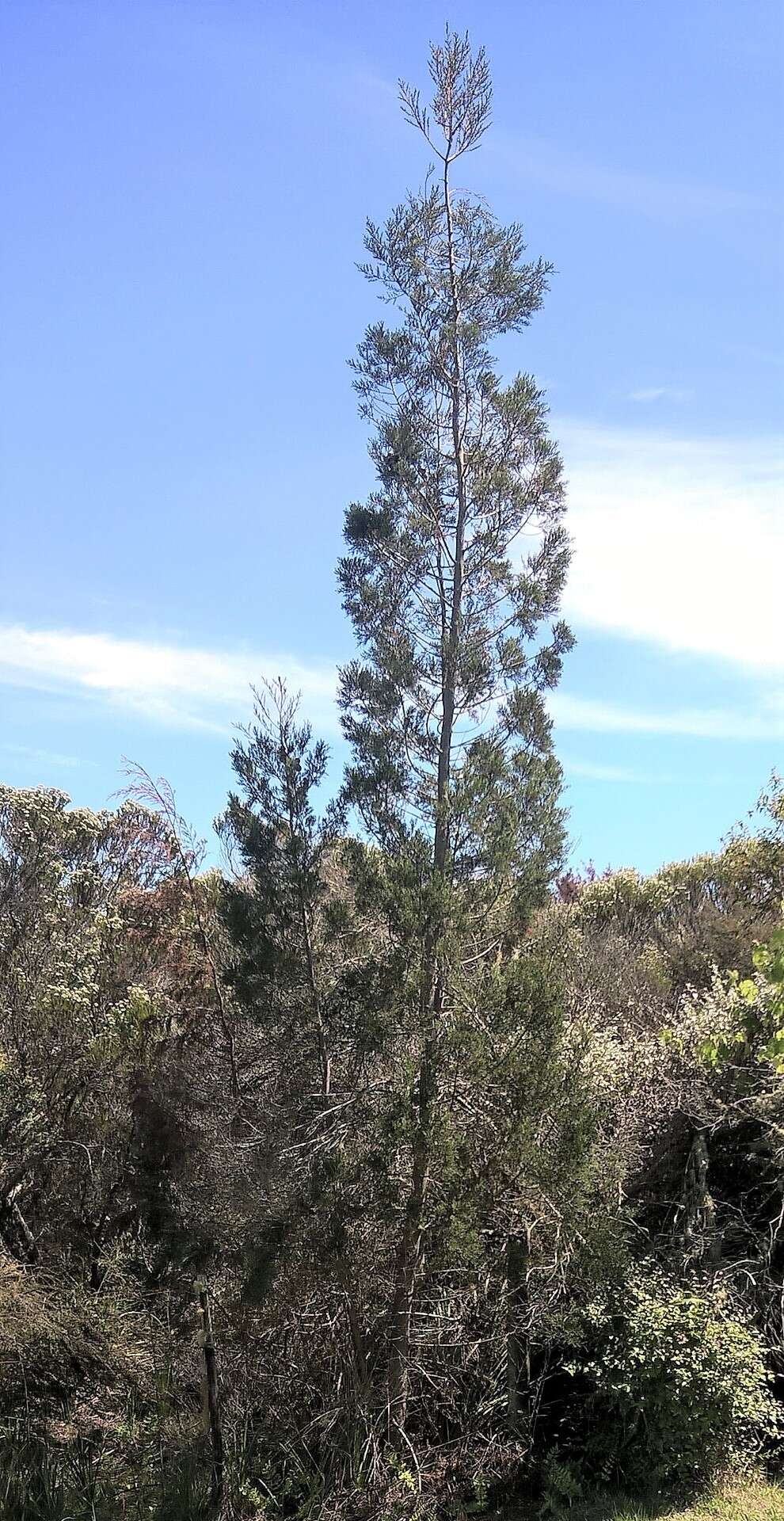 Image of Mountain cedar