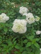 Image of panicled hydrangea