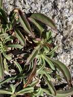 Image of Penstemon heterodoxus var. heterodoxus