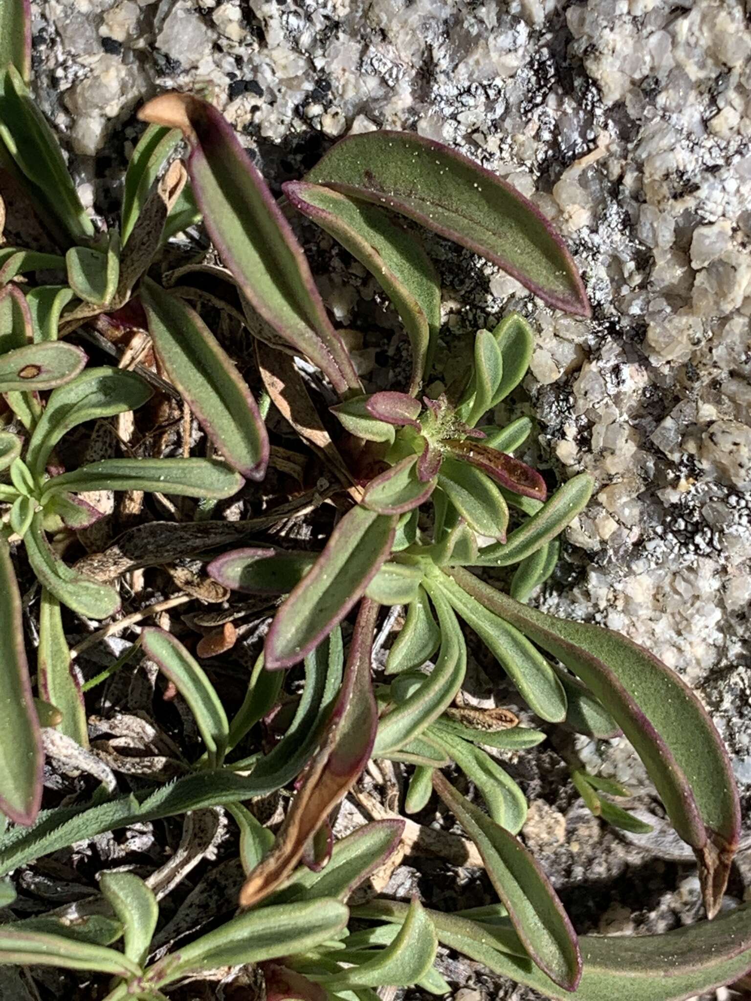 Image of Penstemon heterodoxus var. heterodoxus