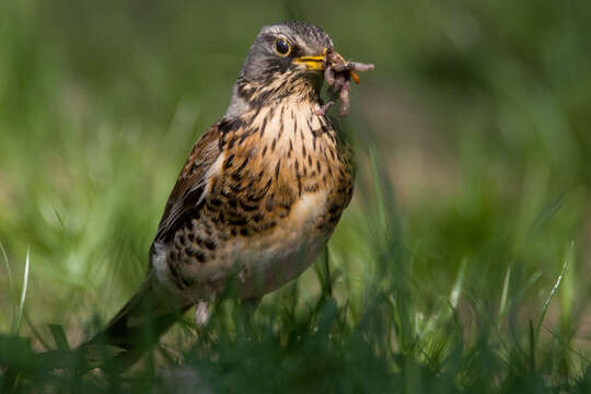 Image of Fieldfare