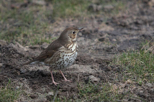 Image of Song Thrush