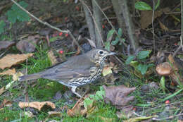 Image of Song Thrush