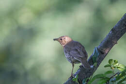 Image of Song Thrush