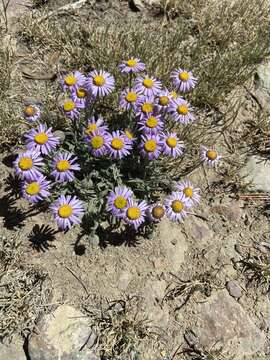 Image of Clokey's fleabane