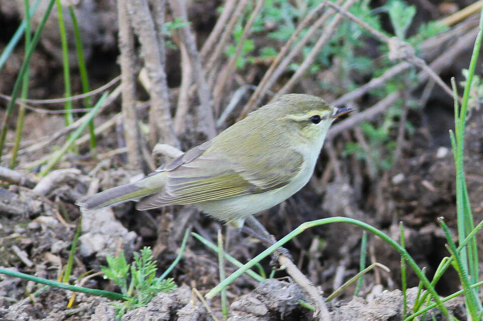 Image of Greenish Warbler