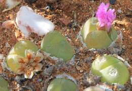 Image of Gibbaeum nuciforme Hartmann