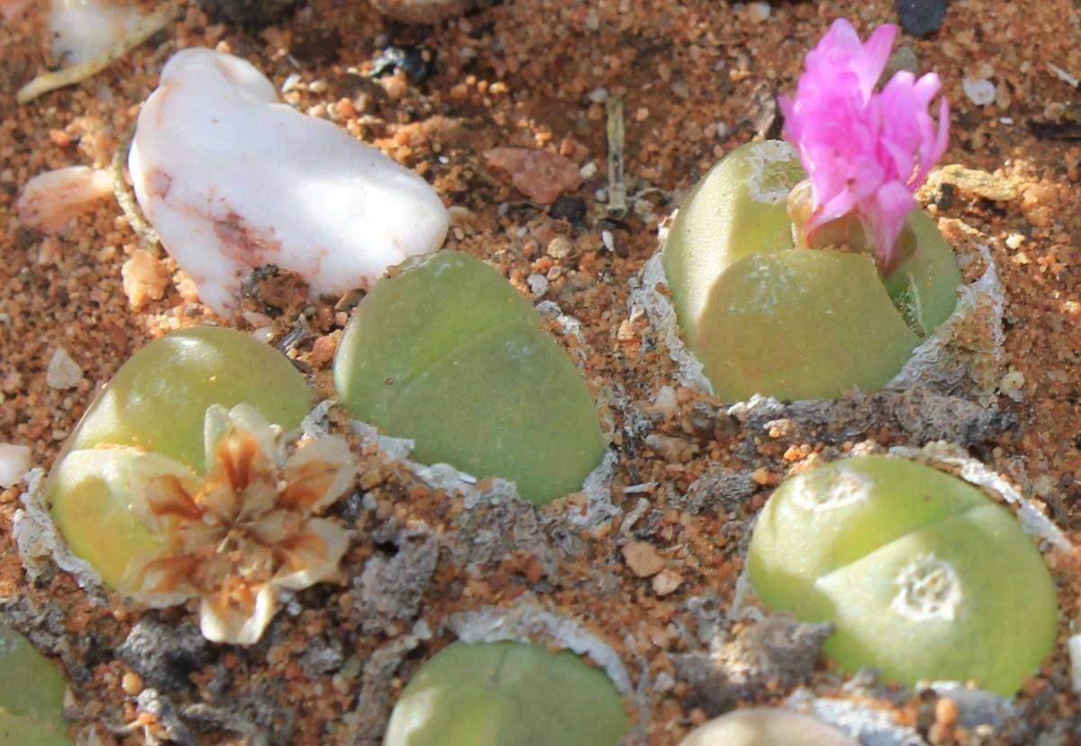 Image of Gibbaeum nuciforme Hartmann