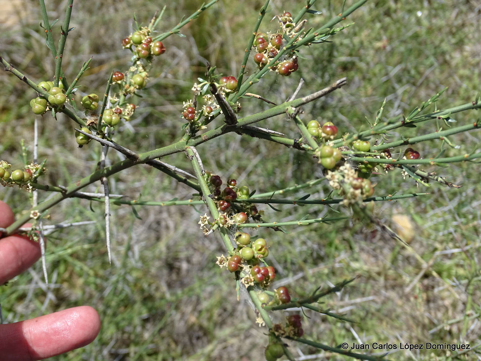 Adolphia infesta (Kunth) Meissn. resmi