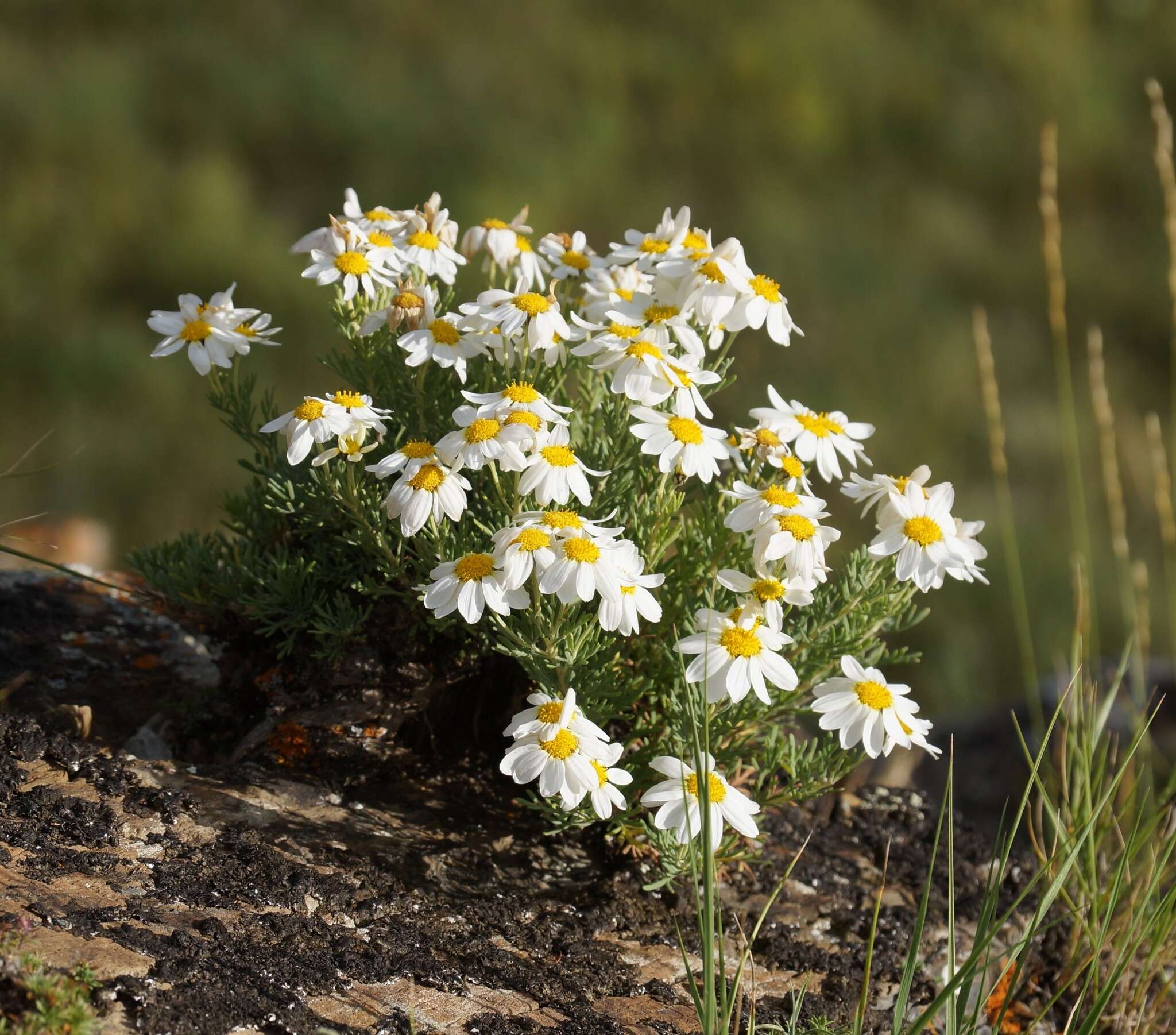 Image of Chrysanthemum sinuatum Ledeb.