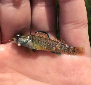 Image of Greenthroat Darter